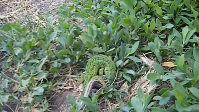 САМАРА. Спаривание ящериц.Интересное видео про ящериц. смотреть онлайн