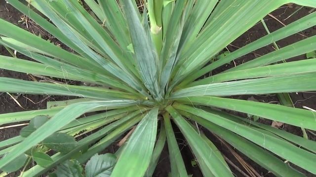 #Юкка нитчатая. смотреть онлайн