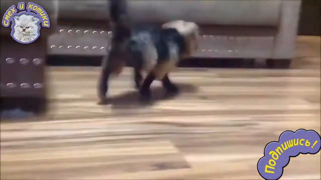 Когда Собаки В Обуви РЖАЧ !!! смотреть онлайн