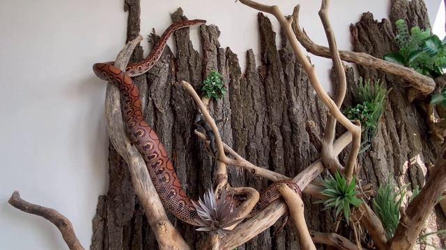 Беременная змея. Содержание радужного удава смотреть онлайн