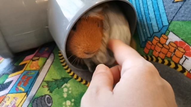 БЮДЖЕТНОЕ ОБУСТРОЙСТВО ЖИЛЬЯ МОРСКИХ СВИНОК. ЛАЙФХАКИ ДЛЯ ВЛАДЕЛЬЦЕВ МОРСКИХ СВИНОК. смотреть онлайн