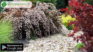 ? Кустарник пузыреплодник – посадка и уход: обрезка и размножение, виды и сорта