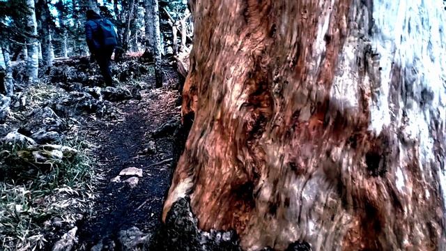 А я еду за туманом / кавер / от дяди Лёши 2023г. смотреть онлайн