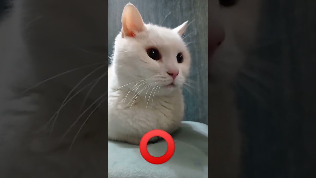 Нажми в этот кружочек! #shorts #котенок #котикмиша #миша #котики #славнота #милота #мило #3к #легенд смотреть онлайн