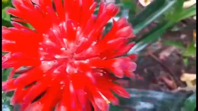 BROMELIAD Plant, Bromeliad Flower easy to grow смотреть онлайн