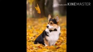 Домашние животные, голоса