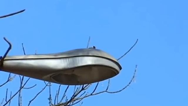 Дятел на фонаре (малый пёстрый дятел / Dendrocopos minor) смотреть онлайн