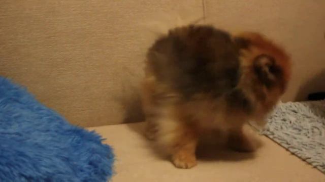 Собака повторяет, смешные животные смотреть онлайн