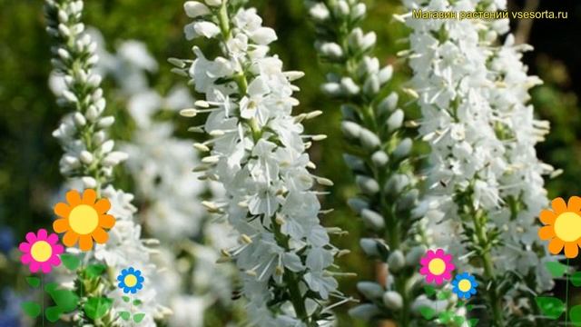 Вероникаструм длиннолистная. Краткий обзор, описание характеристик veronica longifolia шнееризин смотреть онлайн