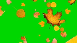 Футаж - осенние листья хромакей | Futage-autumn leaves of chromakey