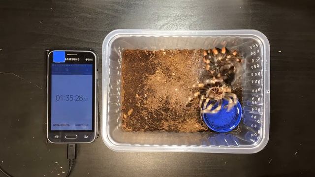 Как линяет паук-птицеед.(Видео сильно ускорено). смотреть онлайн