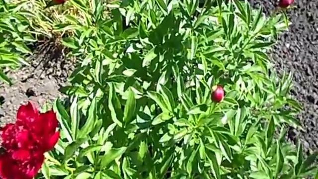 ПИОН РЕД ШАРМ 2018 ГОД смотреть онлайн