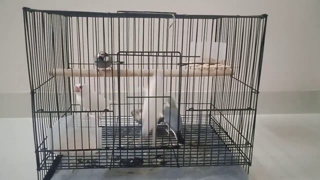Javafinch birds | Javasparrow sound | White Java birds #funny #cute #love #javasparrow #sparrow смотреть онлайн