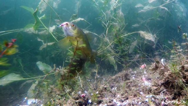 Поклёвка ЛИНЯ на ПУЧОК ЧЕРВЕЙ! Крабовые палочки под водой смотреть онлайн