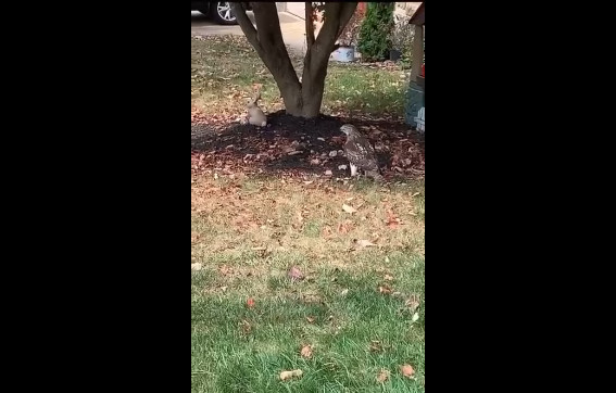 Почему он не боится меня? смотреть онлайн