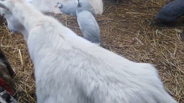 У овцы нет молока, что будет с ягнёнком... смотреть онлайн