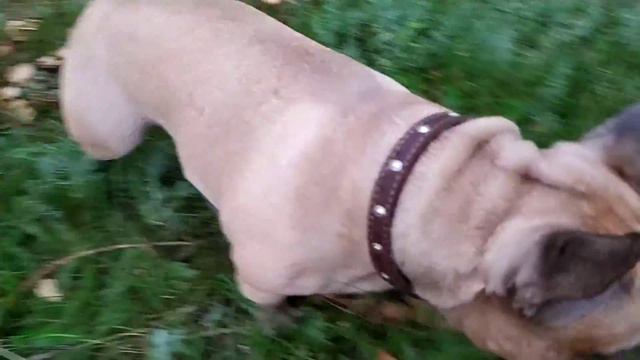 Французский бульдог пасется на травке смотреть онлайн