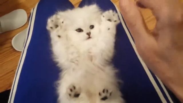 няшный котенок смотреть онлайн