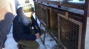 Калифорнийские кролики/ зимний окрол/ наше хозяйство/ разведение кроликов