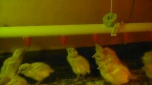 Капельная поилка в брудер