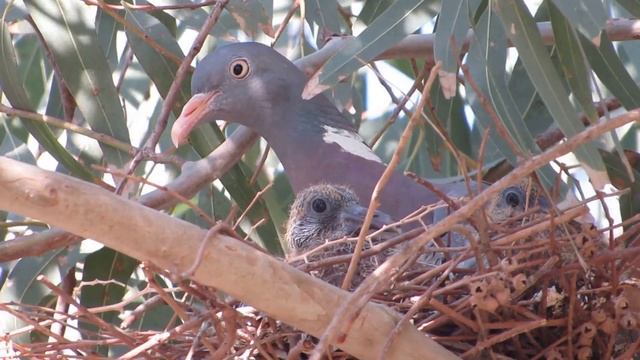 Common Wood Pigeon (Columba palumbus) Nest - Φάσσα - Cyprus смотреть онлайн