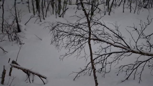 Весенний мартовский лес. Мурманск.