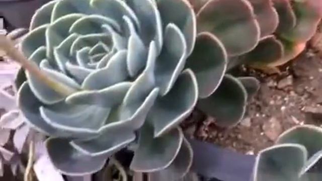 Arte y Vivero - Suculenta Echeveria смотреть онлайн