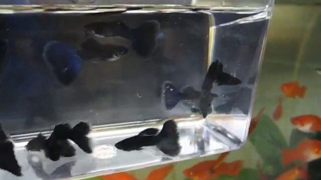 More Moscow Blacks. смотреть онлайн