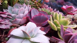 Нижний полив суккулентов. Что с моим суккулентом. Разбор по фото.