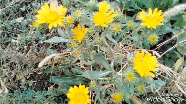 Полевые цветы осенью. Wildflowers In Autumn.