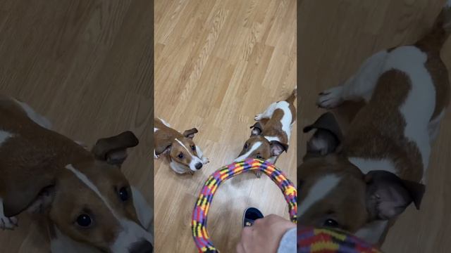 Перетяжка /ч.3 #собаки #животные #джекрасселтерьер смотреть онлайн