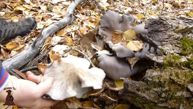 С одного пенька ведро вешенок! Нарезали грибов в Сентябре / mushrooms смотреть онлайн