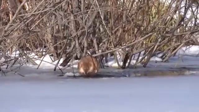 Зимовка Бобра смотреть онлайн