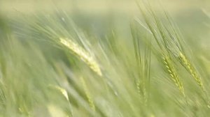 Заговор от выпадения волос  100%!!!