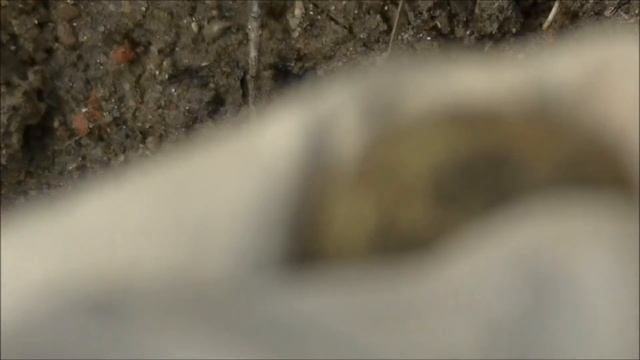 Ищем старинные монеты во время солнечного затмения! 2.3 смотреть онлайн