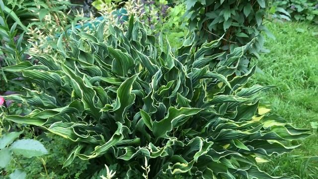 Хоста Praying Hands / Молящиеся руки смотреть онлайн