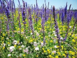 Казачья песня - когда на Дон весна придёт! Очень душевно!!!