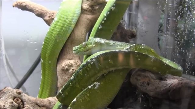 Adult Aru Green Tree Pythons смотреть онлайн