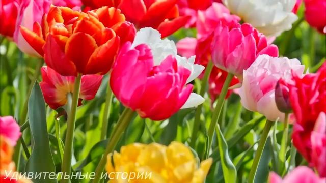 Решив сыграть свадьбу, дед невесты-сироты взял деньги в банке и принёс родителям богатого жениха... смотреть онлайн