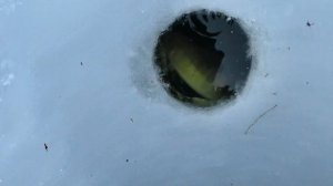 Подлещ, плотва, судак, густера на гирлянду.  Ловля на гирлянду Лучшая рыбалка этого зимнего сезона