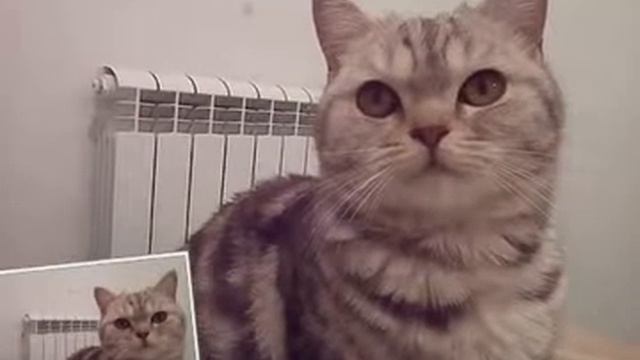 Кошка алиса смотреть онлайн