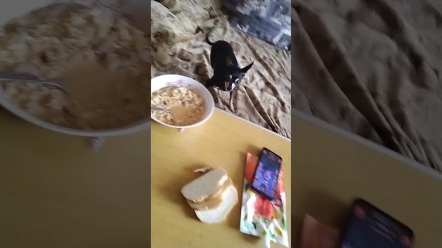 Собачка решила ,что ей покушать важнее чем мне смотреть онлайн