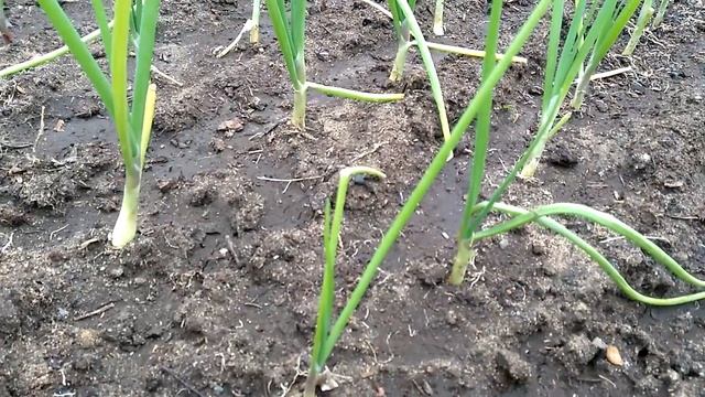 Огород на севере. 16 мая. смотреть онлайн