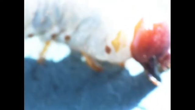 Melolontha melolontha grub смотреть онлайн