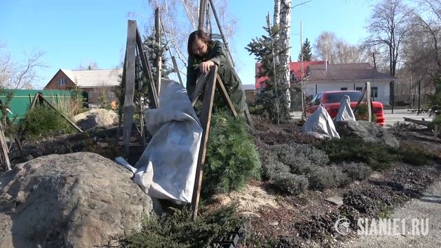Туи и ели - укрытие на зиму смотреть онлайн