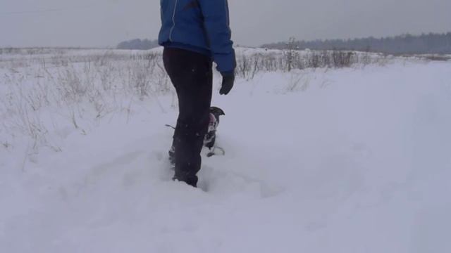 АПБТ FROM DRACULA'S CASTLE FIRE DREAM "PIT MUST SURVIVE" (ДРИМ) смотреть онлайн