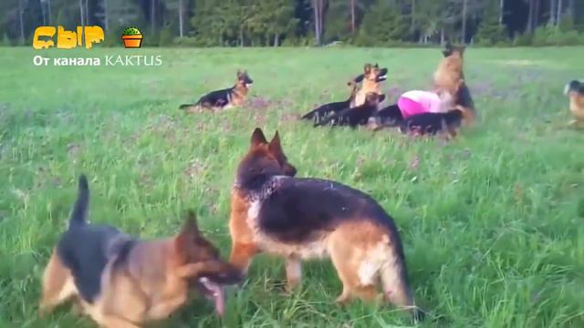 САМЫЕ КРУТЫЕ СТРАННЫЕ И УДИВИТЕЛЬНЫЕ ПОДБОРКИ ВИДЕО АРМИЯ ПИКАЧУ ПОКЕМОН смотреть онлайн