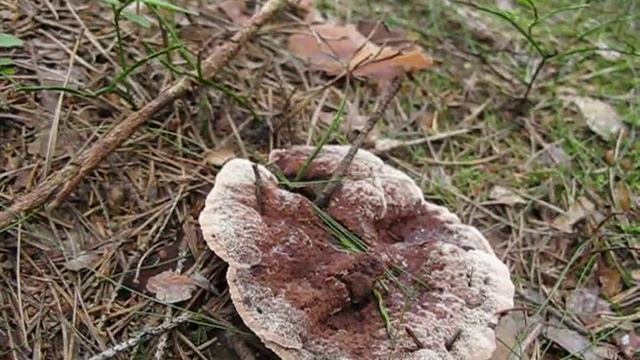 Hydnellum ferrugineum - Lošákovec rezavý смотреть онлайн
