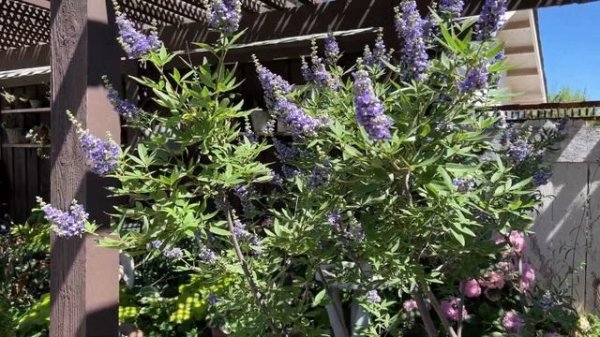 Country Garden Tour - Rare Antiques Beautiful Blooms!