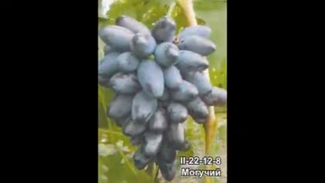Виноград Капелюшного В.У. / Grapes Kapelyushnogo смотреть онлайн
